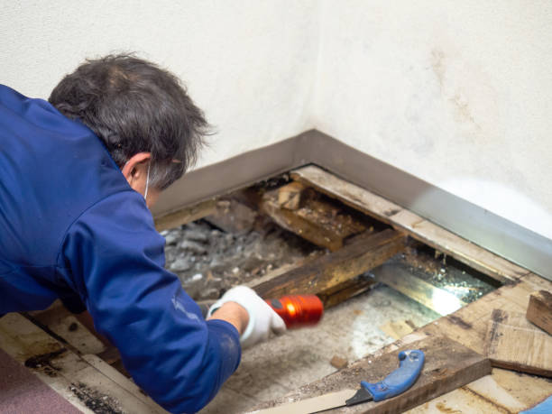 Best Best Mold Removal Companies  in Anahola, HI