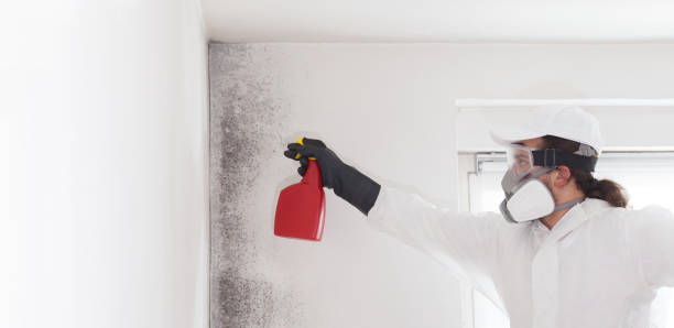 Best Commercial Mold Removal  in Anahola, HI