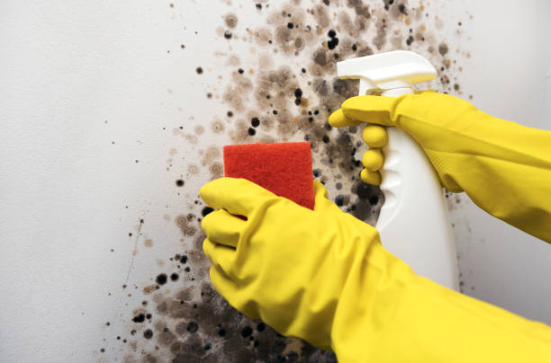 Mold Removal and Inspection in Anahola, HI