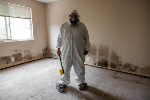 Best Mold Remediation  in Anahola, HI