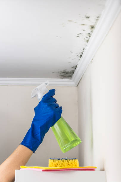 Best Mold Remediation  in Anahola, HI