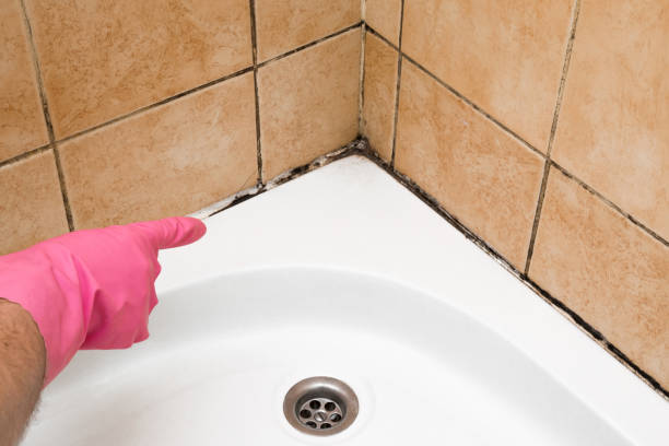 Best Toxic Mold Removal  in Anahola, HI